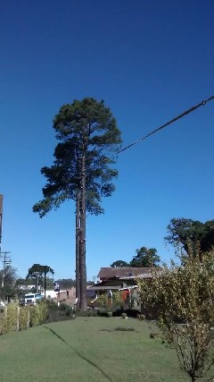 Empresa de Corte e Poda de Árvores Araucária